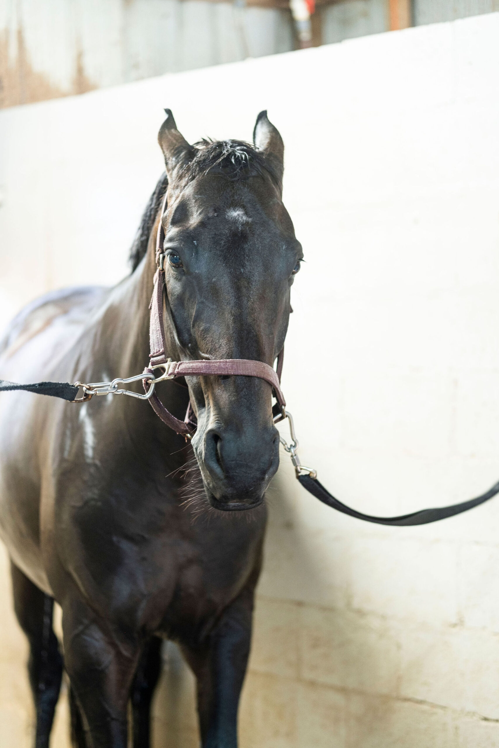 Vinho Verde aka Vinho